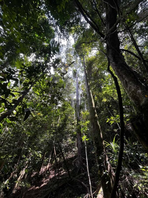 Bat Watching & Cinnamon experience -Koggala - Good To Know