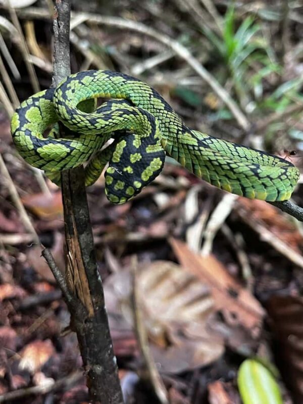 Bat Watching & Cinnamon experience -Koggala - Who Should Consider This Tour?