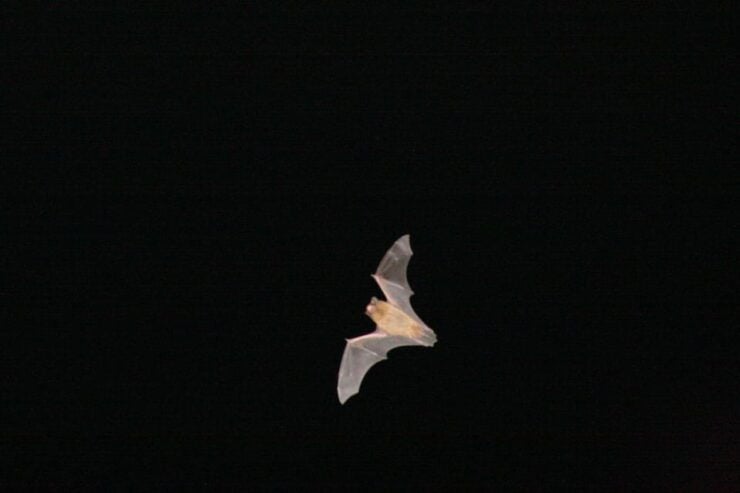 Bat Watching Madeira - Good To Know