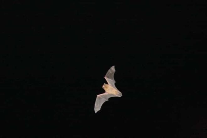 Bat Watching Madeira - Pricing and Duration