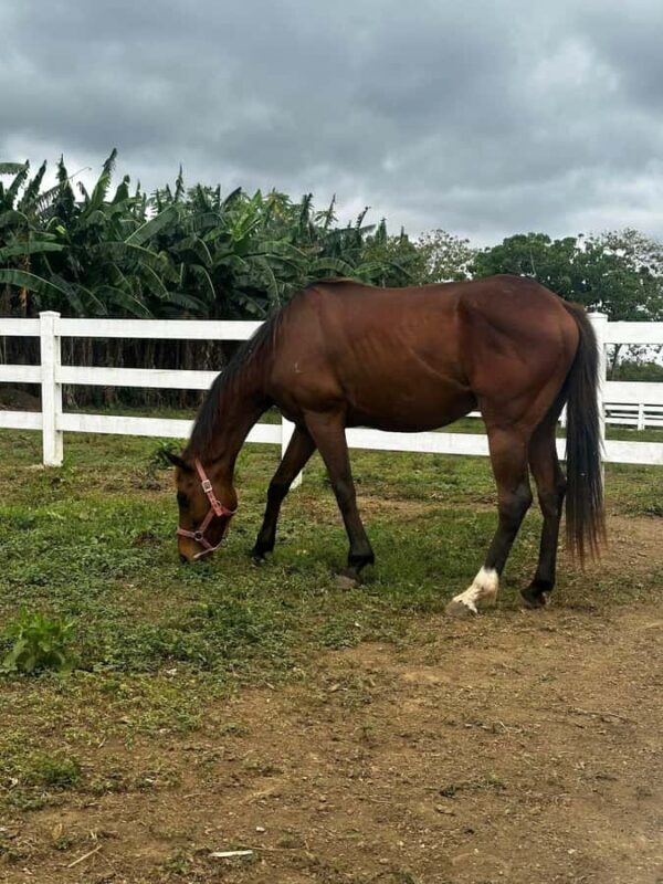 Batangas: Countryside Private Horseback Ride with Cafe Stop - What Makes This Tour Stand Out