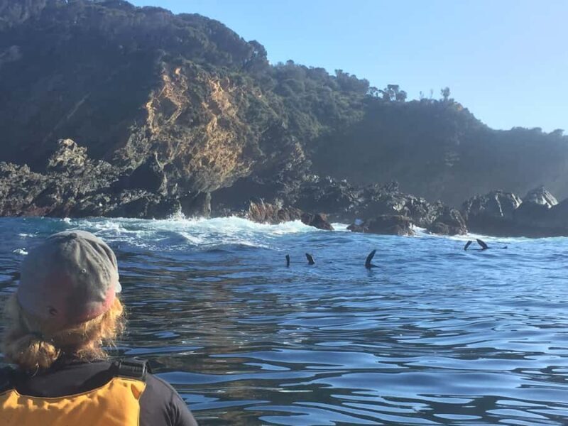 Batemans Bay: Half-Day Sea Kayak Tour - Wildlife Encounters and Scenic Views