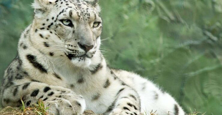 Batemans Bay: Mogo Wildlife Park Entry Ticket - Ticket Information