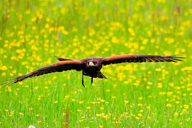 Bath City Tour & Fly a Hawk Experience - Day Tour From Bath - Explore Baths Historical Landmarks