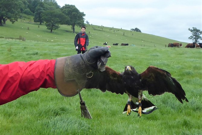 Bath City Tour & Fly a Hawk Experience - Day Tour From Bath - Immerse Yourself in Falconry at a Rural Center