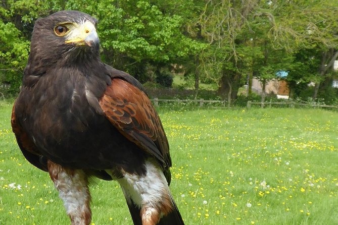 Bath City Tour & Fly a Hawk Experience - Day Tour From Bath - Common Questions
