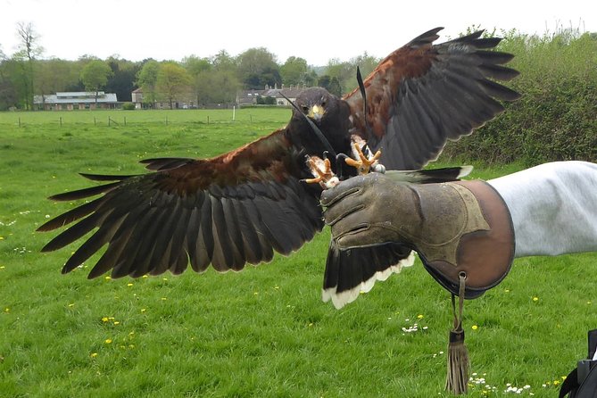 Bath City Tour & Fly a Hawk Experience - Day Trip From Bristol - Itinerary
