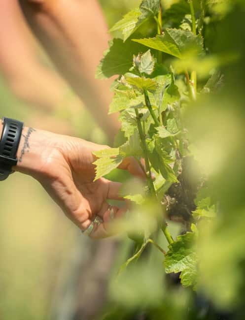 Bath: Vineyard Tour, Wine Tasting, and Music Pairing - Practical Details and Logistics