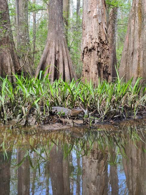 Baton Rouge: Kayak Tour Through the Historic Atchafalaya - What Makes This Tour Stand Out?