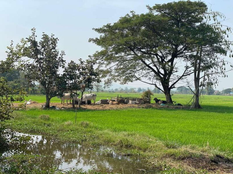 Battambang: Bamboo Train, Bat Cave and Killing Cave Tour - Good To Know