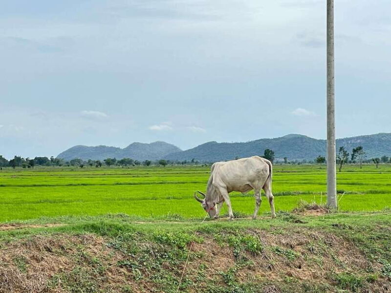 Battambang: Bamboo Train, Bat Cave and Killing Cave Tour - Frequently Asked Questions