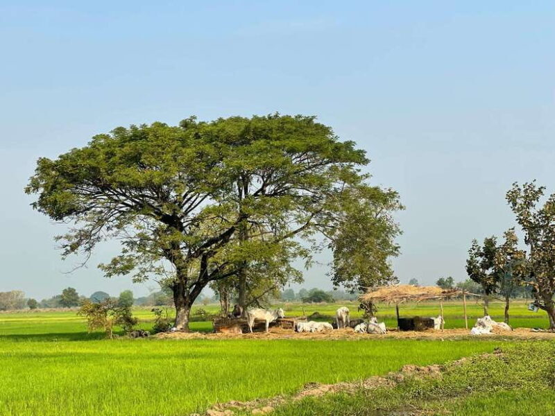 Battambang: Bamboo Train, Bat Cave and Killing Cave Tour - An In-Depth Look at the Experience