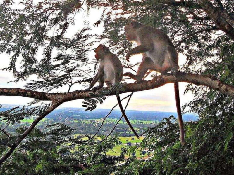 Battambang: Bamboo Train, Bat Cave, Killing Cave by Tuk Tuk - Practical Tips for Travelers