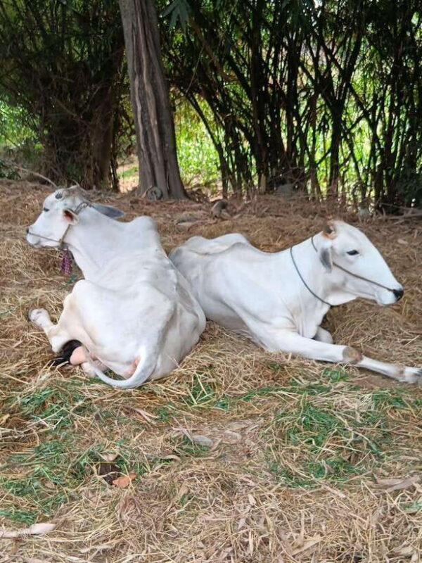 Battambang One Day & Half Tour - An In-Depth Look at the 1.5-Day Experience