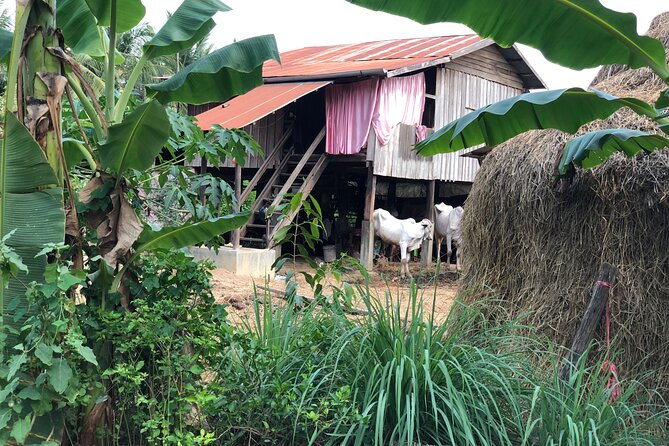 Battambang Private Afternoon Tour Bamboo Train Bat Cave & Village - Inclusions and Pricing
