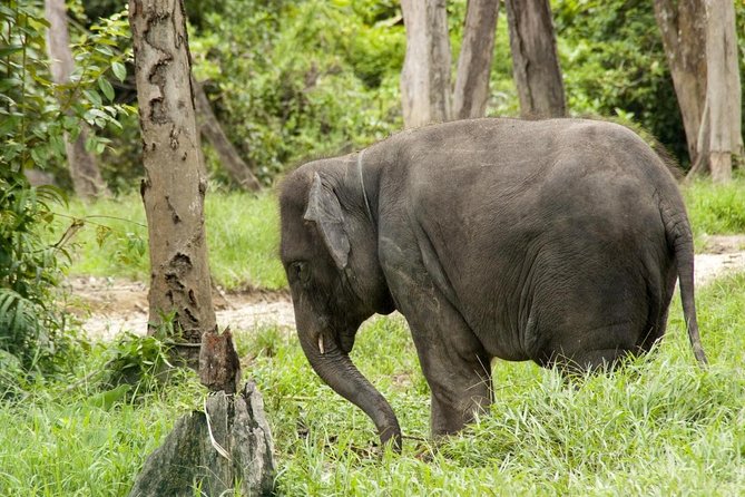 Batu Caves & Kuala Gandah Elephant Sanctuary Full-Day Tour - Good To Know