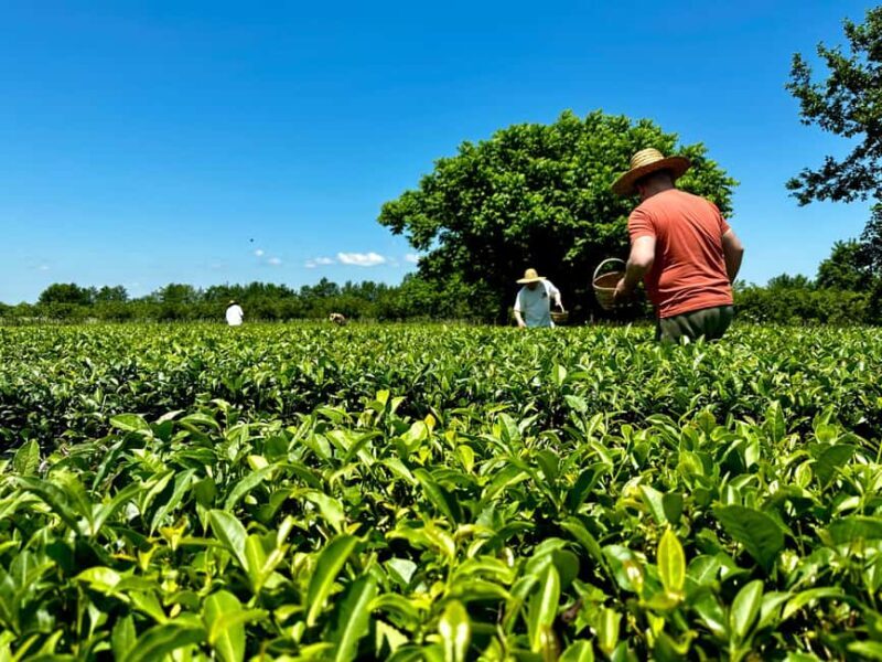 Batumi: City Tour, Tea Plantation & Gonio Fortress Trip - Good To Know