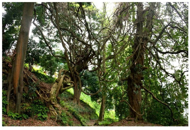 Batumi: Exploring Botanical Garden + Family Wine Tasting - FAQ