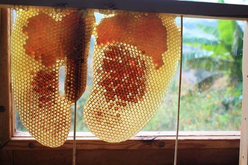 Batumi: Sweet Excursion and Mtirala Forest - Final Thoughts