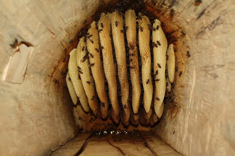 Batumi: Sweet Excursion and Mtirala Forest - Frequently Asked Questions