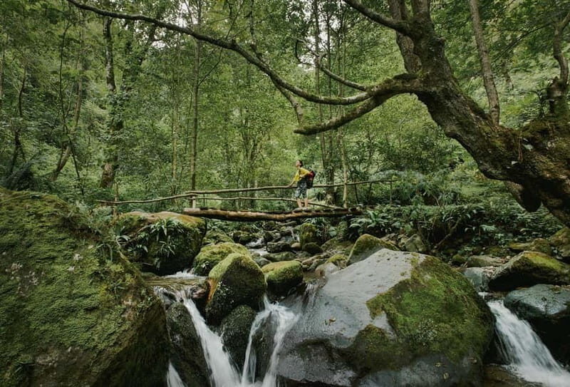 Batumi to Mtirala National park - Half day hiking group tour - The Itinerary: A Closer Look