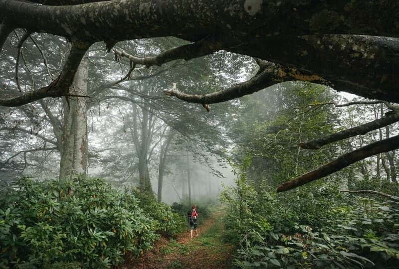 Batumi to Mtirala National park - Half day hiking group tour - Authentic Insights from Travelers