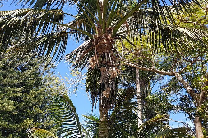 Bauntis Farm and Industry Tour in Norfolk Island - Exploring the Itinerary in Detail