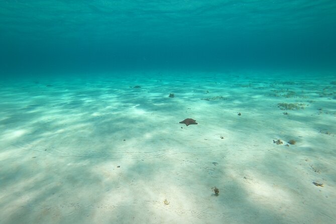 Bavarian Fiesta Snorkel Activity in Glass Bottom Boat at San Miguel De Cozumel - Tour Overview