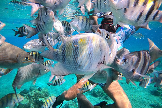 Bavarian Fiesta Snorkel Activity in Glass Bottom Boat at San Miguel De Cozumel - Meeting and Pickup