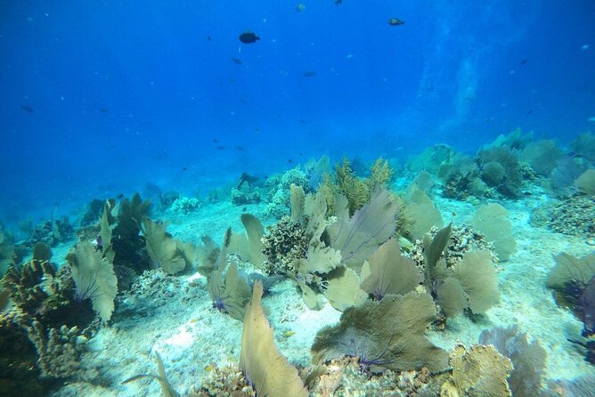 Bavarian Fiesta Snorkel Activity in Glass Bottom Boat at San Miguel De Cozumel - Directions to the Meeting Point