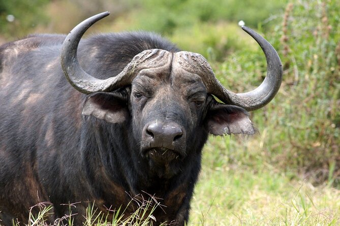 Baviaanskloof Reserve Full-Day Safari - Safari Itinerary