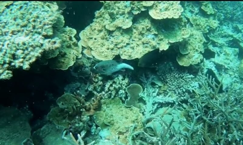 Bay Canh & Hon Cau Island Snorkeling Tour With Turtle Release - Mangroves, island views, and a morning on the water