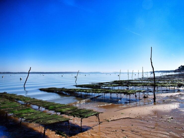 Bay of Arcachon: Guided Food Tour - Tour Details