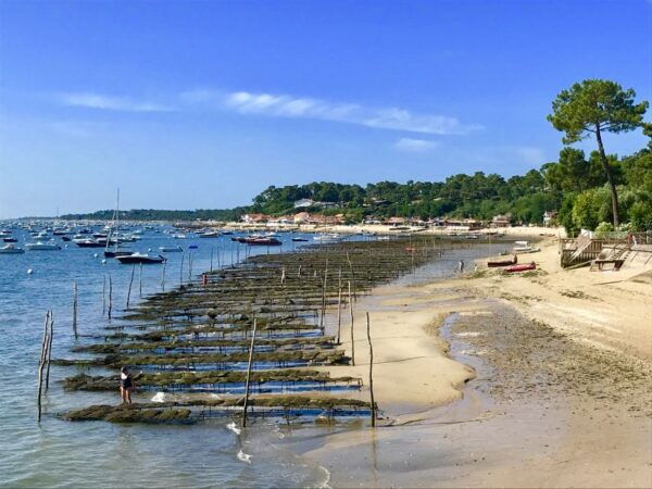 Bay of Arcachon: Guided Food Tour - Sample Reviews