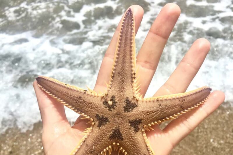 Bay of Islands: 4.5 Hour Day Cruise and Island Getaway Tour - FAQ