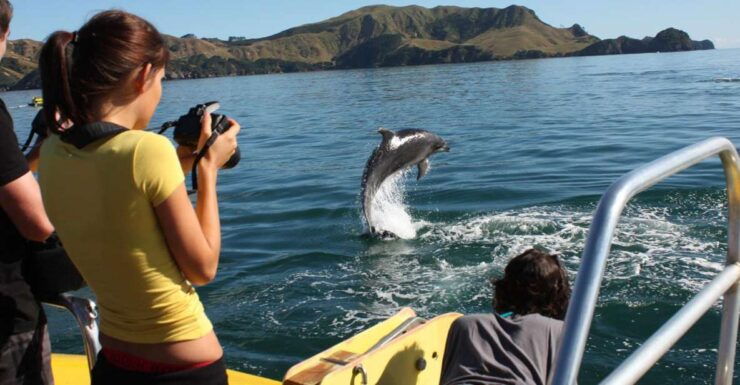 Bay of Islands: Bay Discovery Cruise With Island Stop-Over - Activity Details