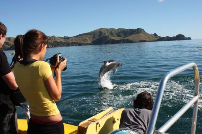Bay of Islands: Bay Discovery Cruise With Island Stop-Over - Full Description