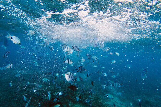 Bay of Islands Hole in the Rock Cruise Day Tour - Returning to Auckland