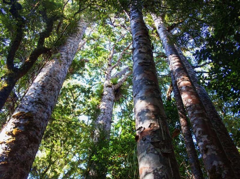 Bay of Islands: Puketi Kauri Forest Guided Tour - Good To Know