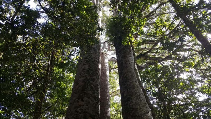 Bay of Islands: Puketi Kauri Forest Guided Tour - Discovering the Puketi Kauri Forest