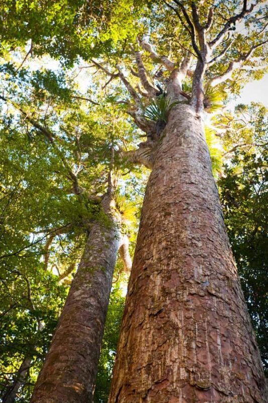 Bay of Islands: Puketi Kauri Forest Guided Tour - Practical Details & What to Bring
