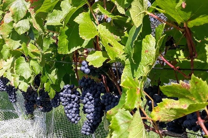 Bay of Islands Wine Tour With Lunch - Review Ratings