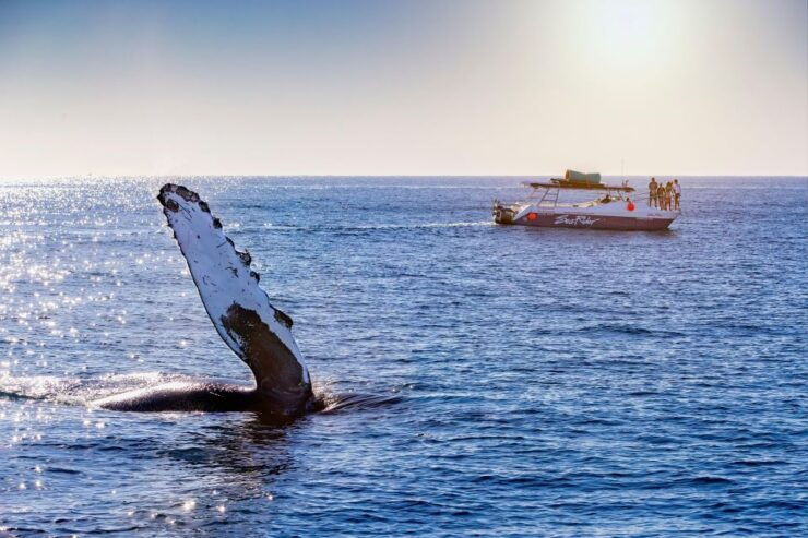 Bay Trip and the Arch of Cabo San Lucas - Experience Highlights