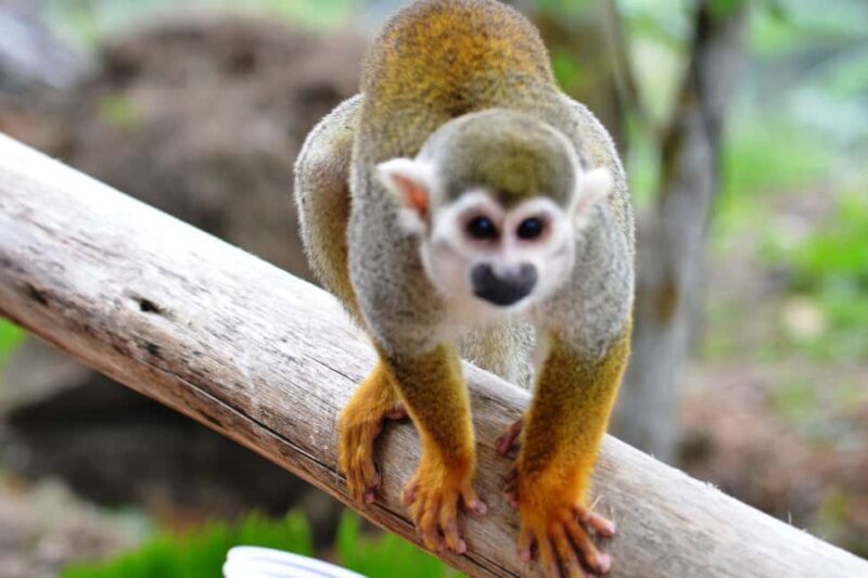 Bayahibe/La Romana: 4x4 Buggy and Monkeyland Tour - Good To Know