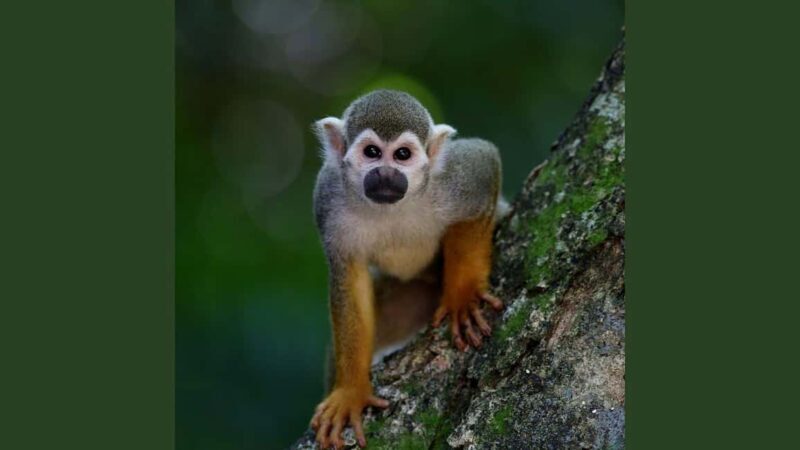 Bayahibe: Monkeyland and Country House Tour with Pickup - FAQs