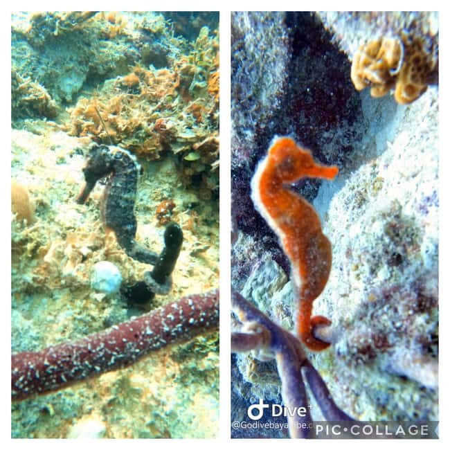 Bayahibe: Scuba Diving Initiation by Go Dive Bayahibe - Introduction