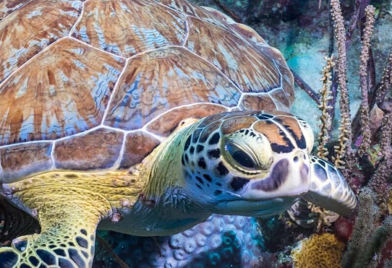 Bayhibe: Private 2 Tank Scuba Dive tour in the National Park - Transportation and Practicalities