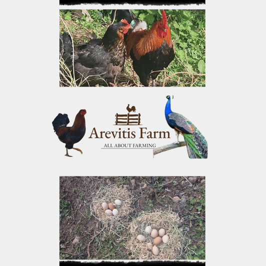 Be A Farmer for A Day in Arevitis Farm! - Good To Know
