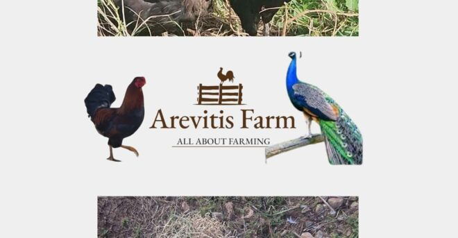 Be A Farmer for A Day in Arevitis Farm! - Farm-to-Table Delights