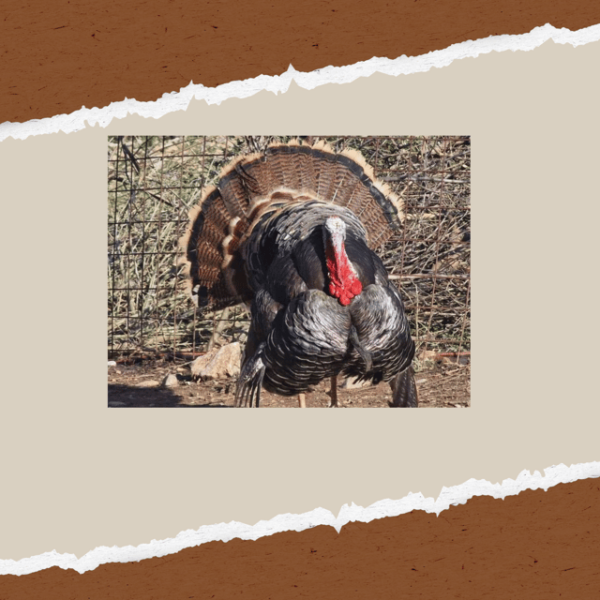 Be A Farmer for A Day in Arevitis Farm! - Sustainable Farming Practices